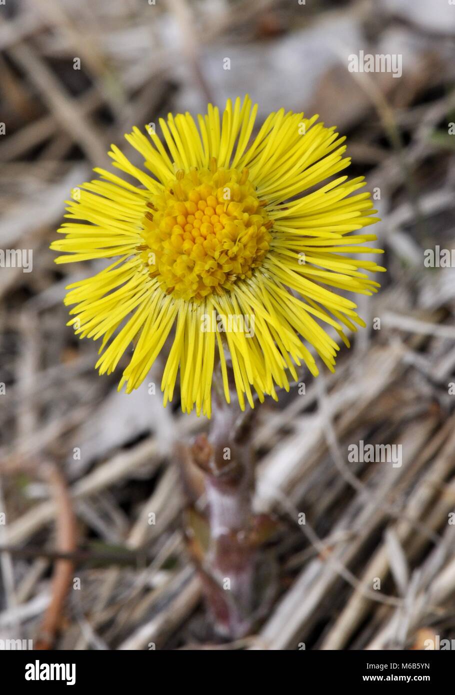 Huflattich Tussilago farfara Blumen im Frühjahr Stockfoto