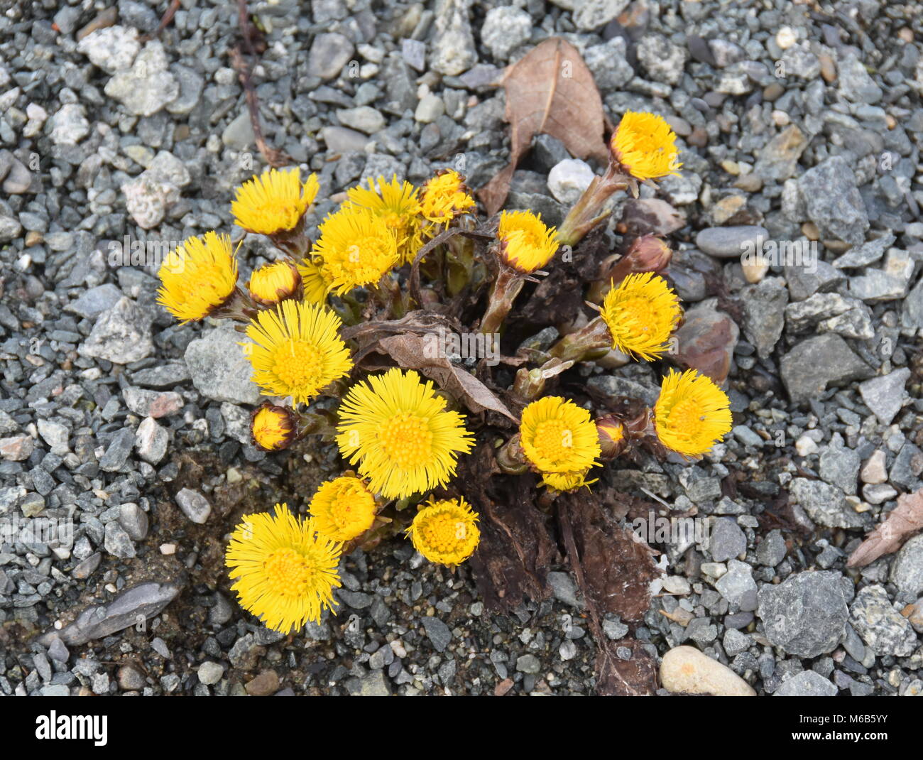 Huflattich im Kies Blüte im Frühjahr wachsen Stockfoto