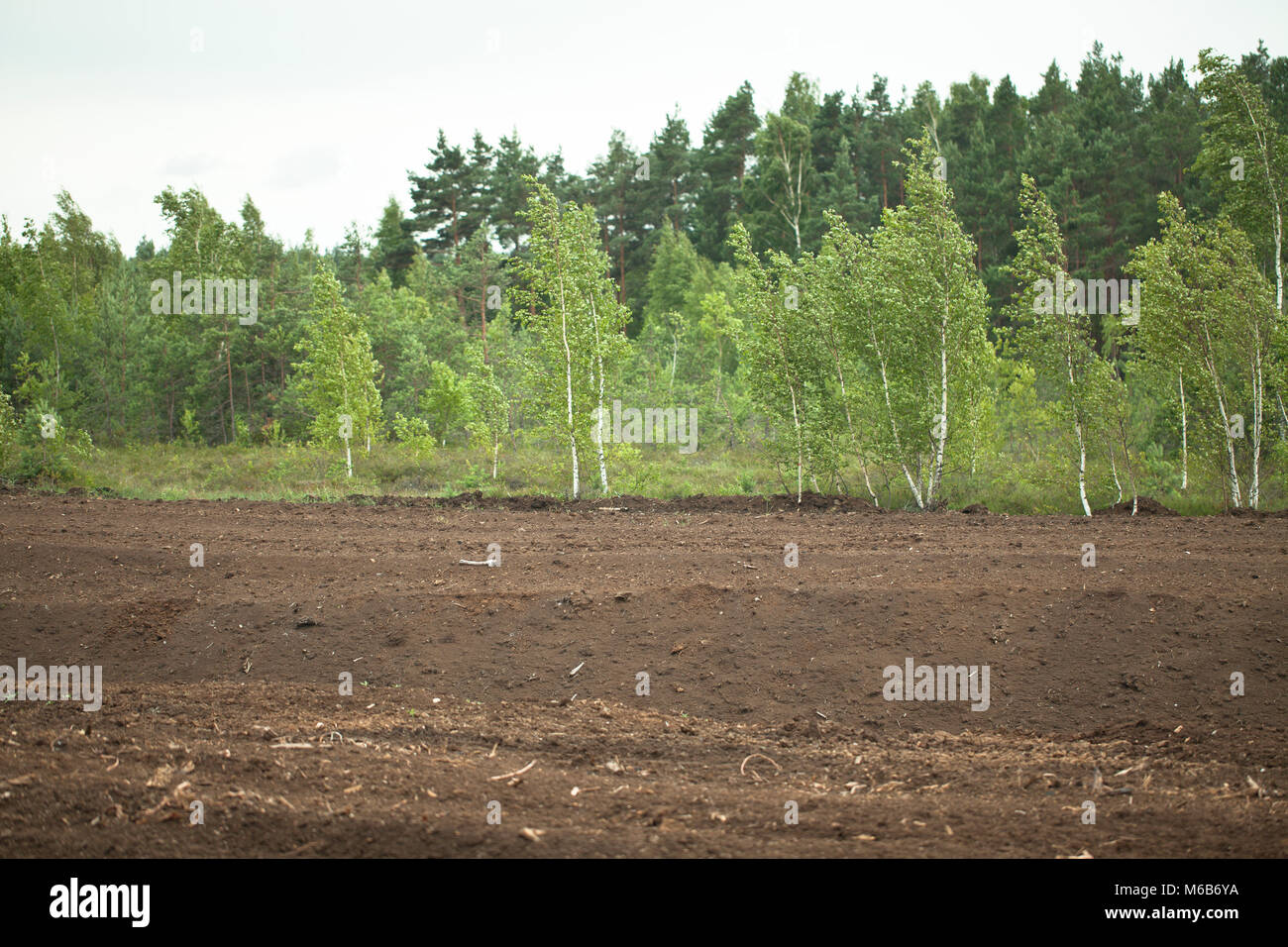 Torf Felder. Stockfoto