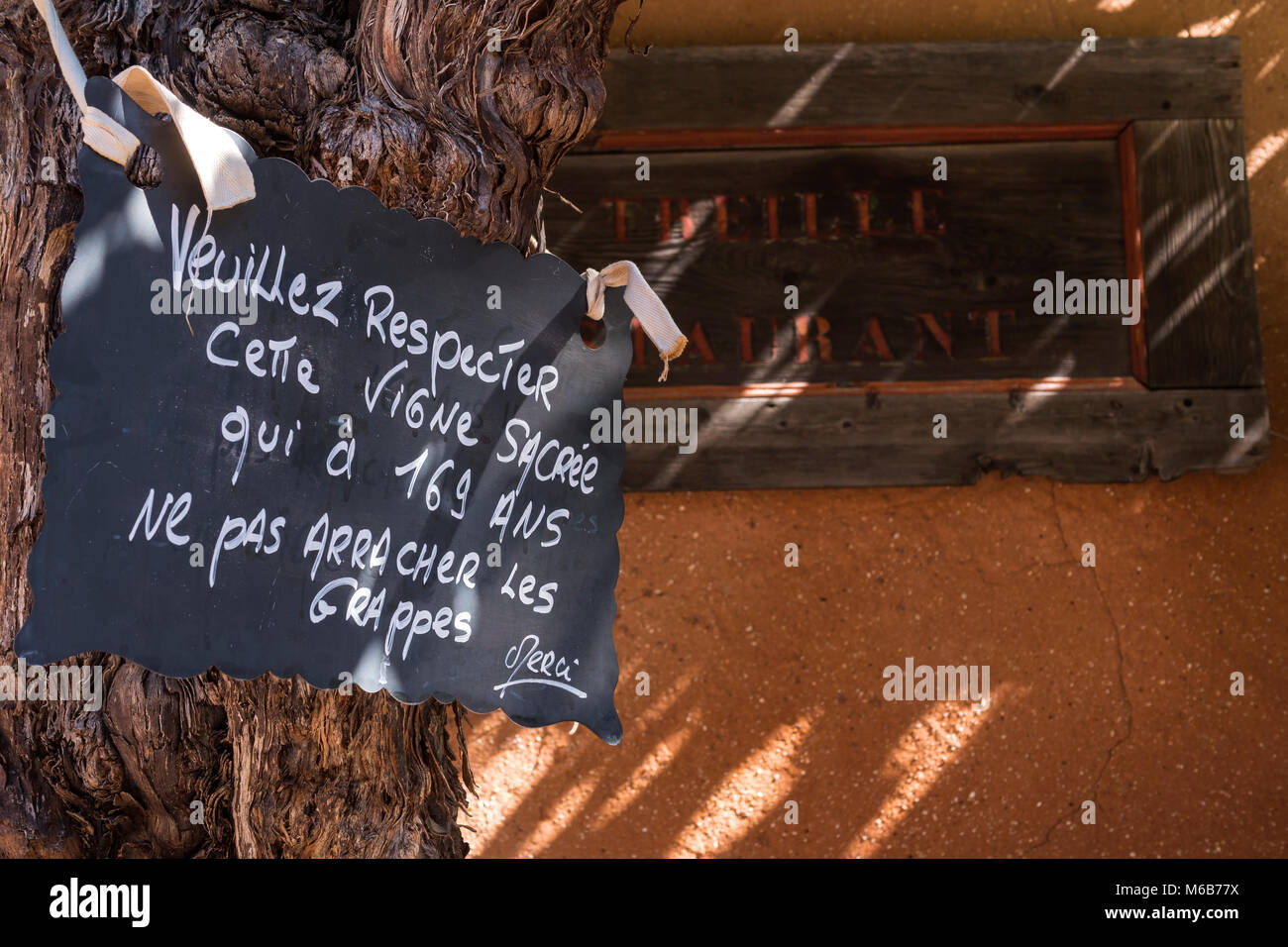 169 Jahre alte Rebe Roussillon Apt Vaucluse Provence-Alpes-Côte d'Azur Frankreich Stockfoto