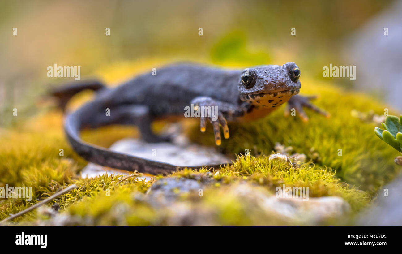 Bergmolch (Ichthyosaura alpestris) Seitenansicht auf Moos und Felsen in natürlicher Umgebung Stockfoto