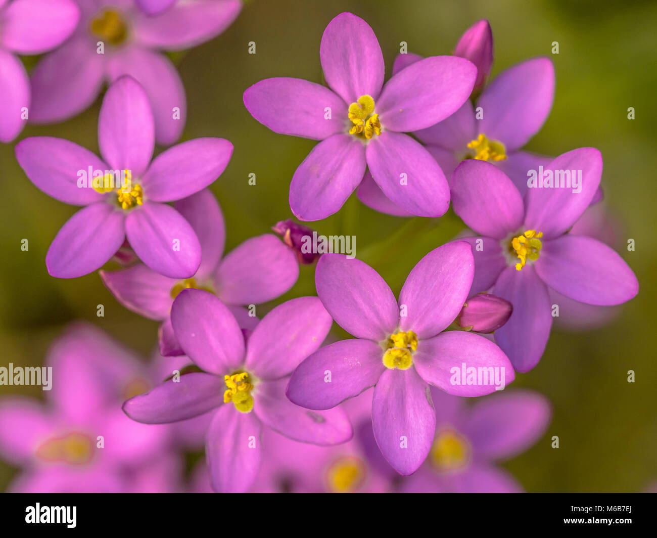 Centaurium Blumen (centaurium Littorale) schließen oben mit grünem Hintergrund Stockfoto