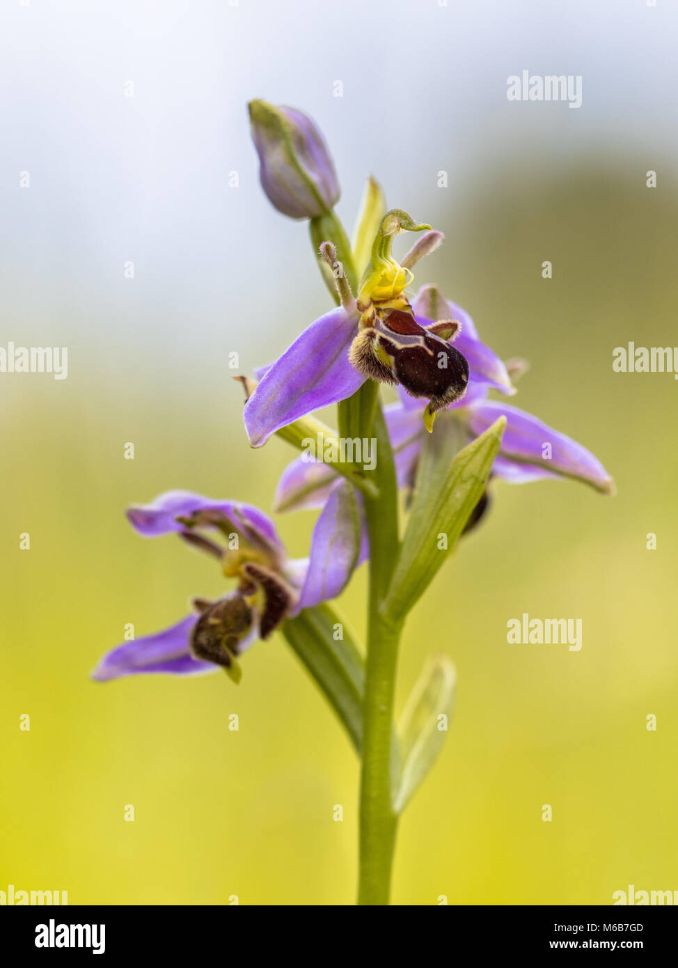 Bienen-ragwurz (Ophrys apifera) rosa Blüten gegen Sky mimicing humblebee Insekten die Blume zu polinate. Auf verschwommenes grün Hintergrund Stockfoto