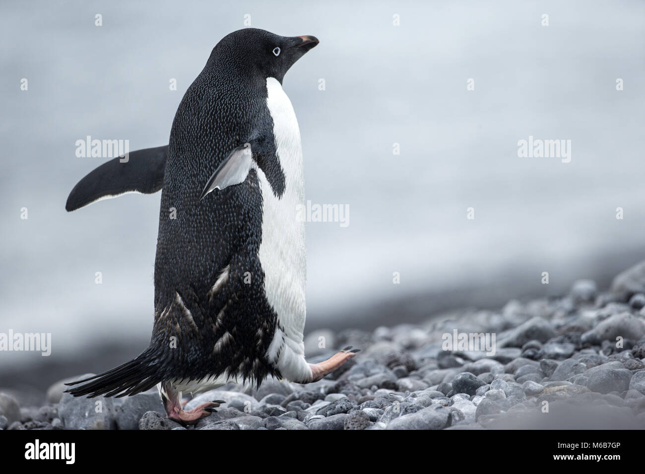 Adelie Penguin (Pygoscelis adeliae) entlang der antarktischen Küste Stockfoto