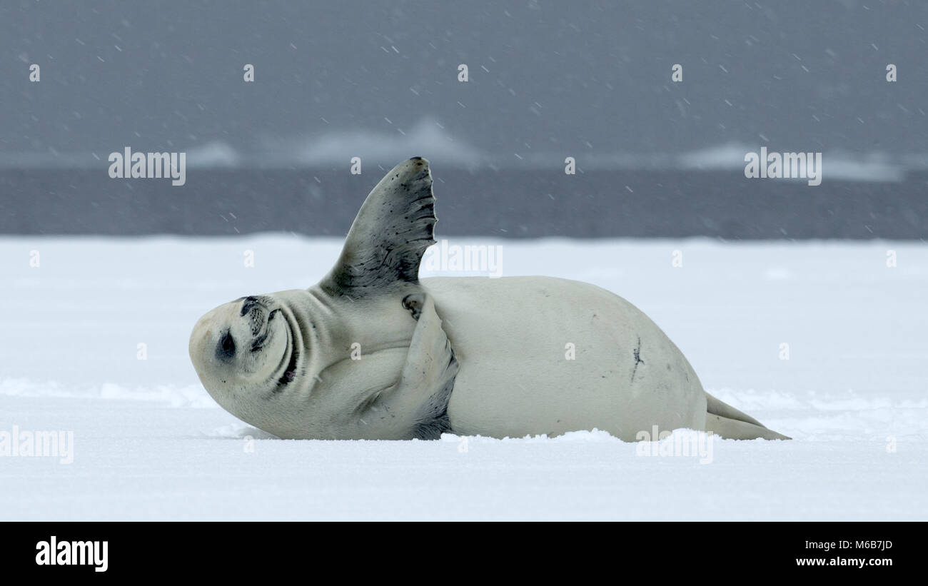 Krabbenesser (Lobodon carcinophagus) in der Antarktis Stockfoto