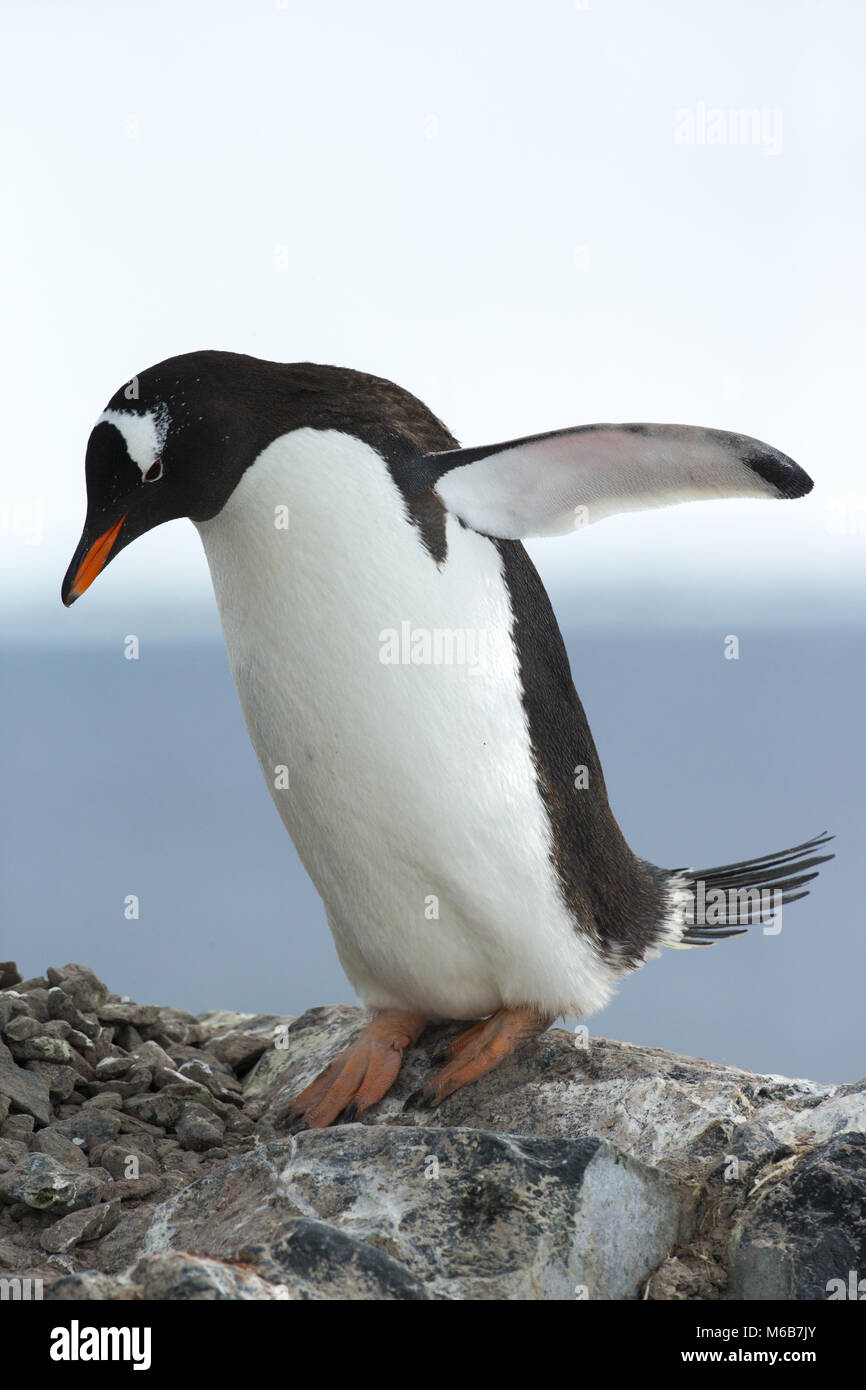 Gentoo Pinguin (Pygoscelis papua) in der Antarktis Stockfoto