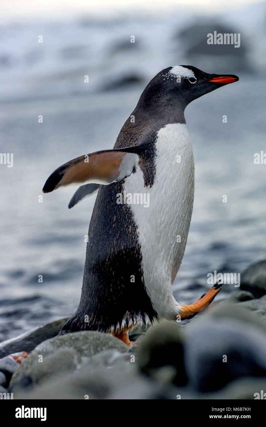 Gentoo Pinguin (Pygoscelis papua) in der Antarktis Stockfoto