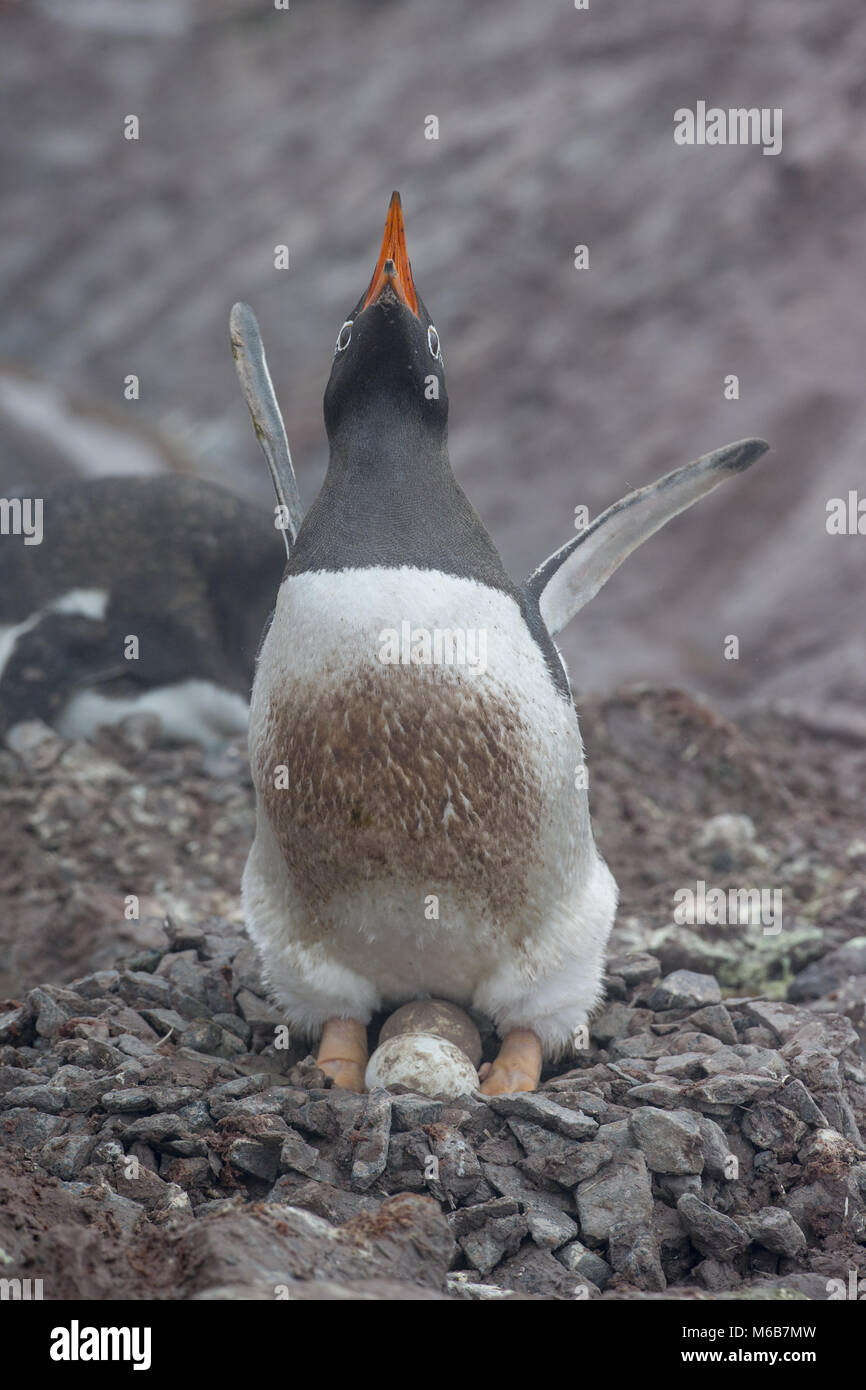 Gentoo Pinguin (Pygoscelis papua) mit Eiern Stockfoto