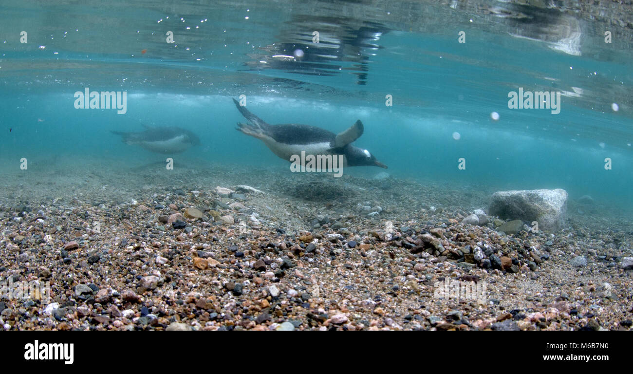 Gentoo-Pinguine (Pygoscelis papua) schwimmen unter Wasser Stockfoto
