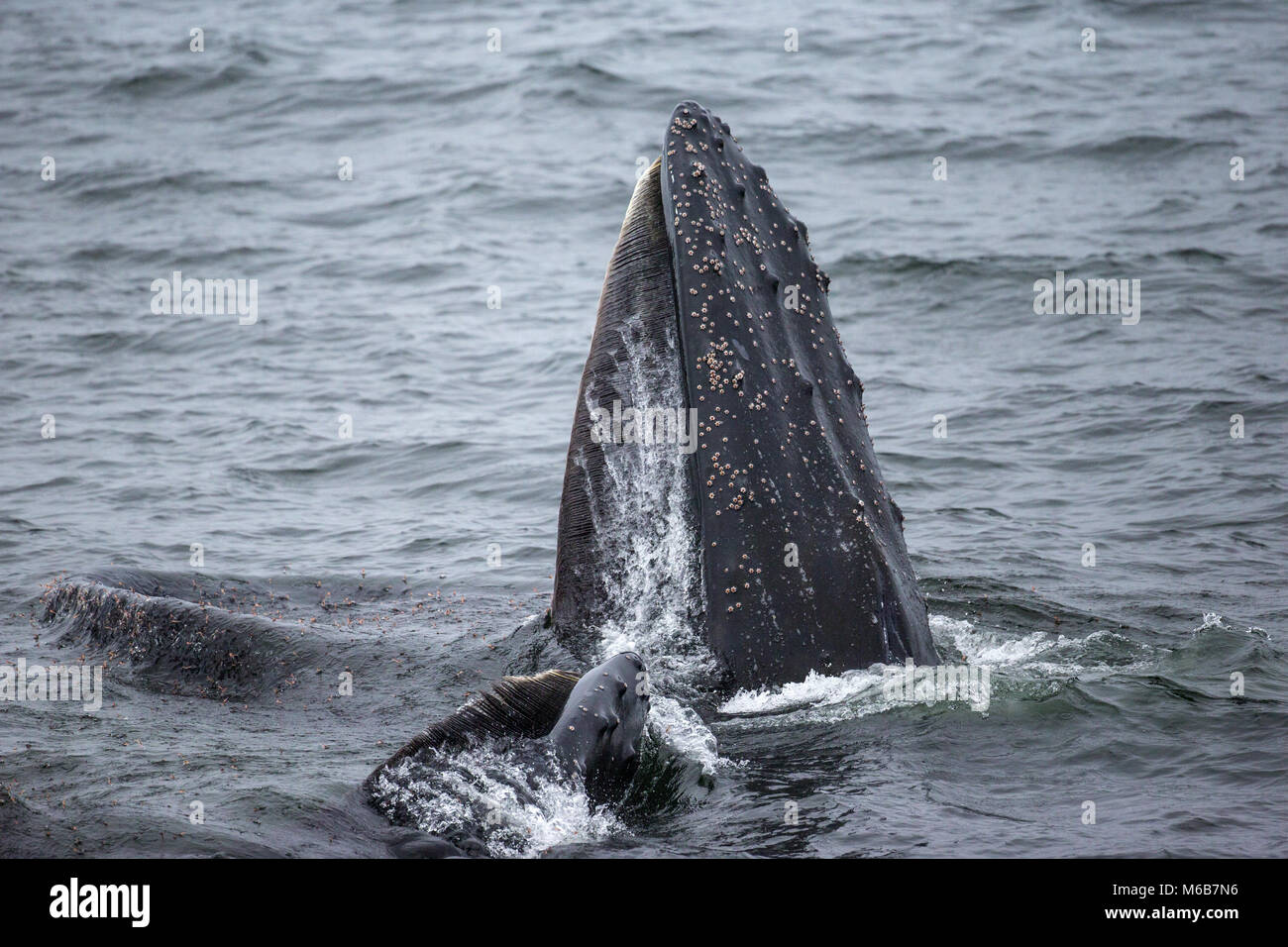 Buckelwale (Megaptera novaeangliae) Ernährung in der Antarktis Stockfoto