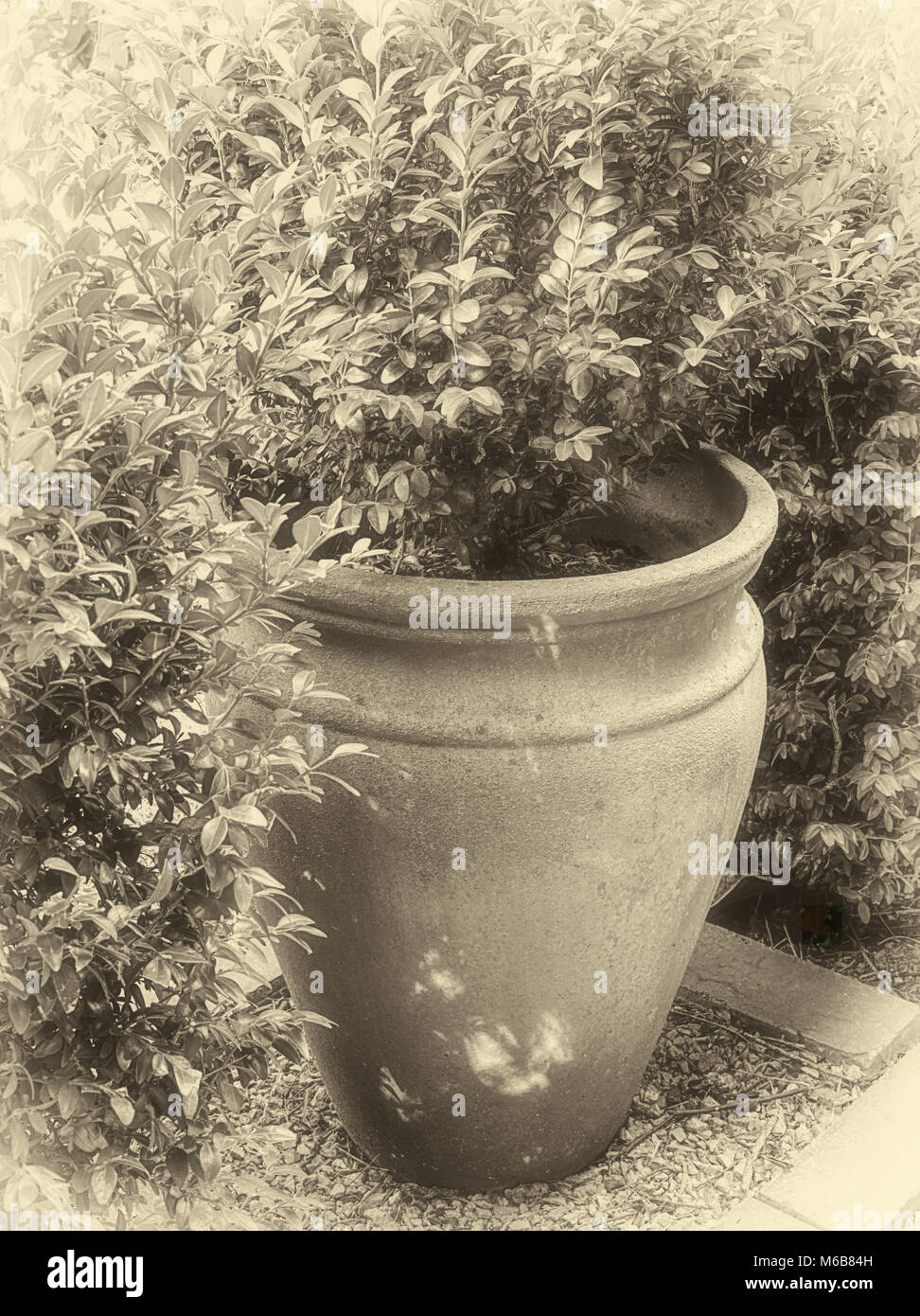 Sepia getonten Bild einer dekorativen Garten Topf mit dem Werk, das in einer Soft Focus im romantischen Stil Stockfoto