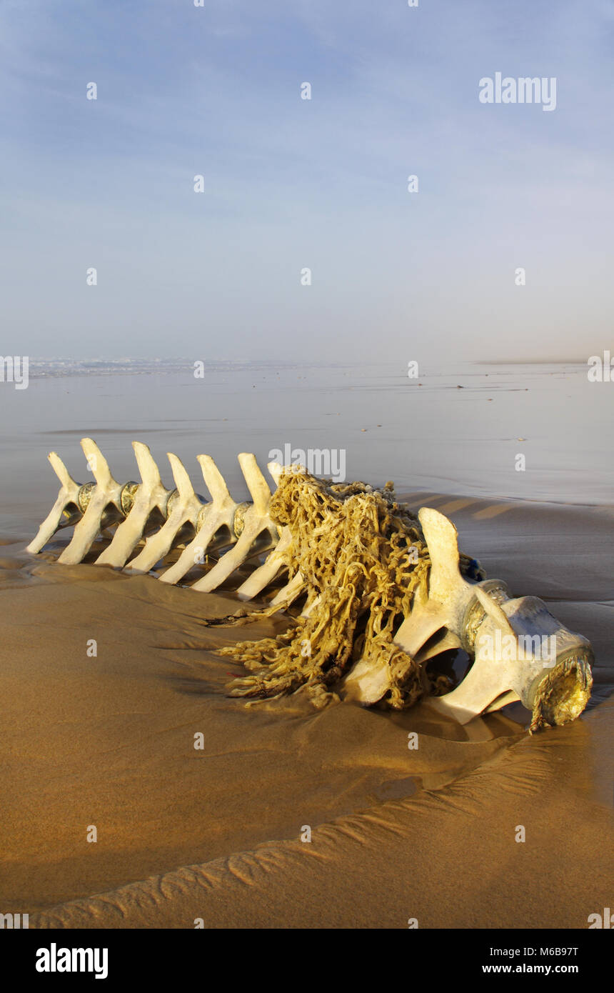 Strände cetacea Skelett mit einem Fischernetz gefangen Stockfoto