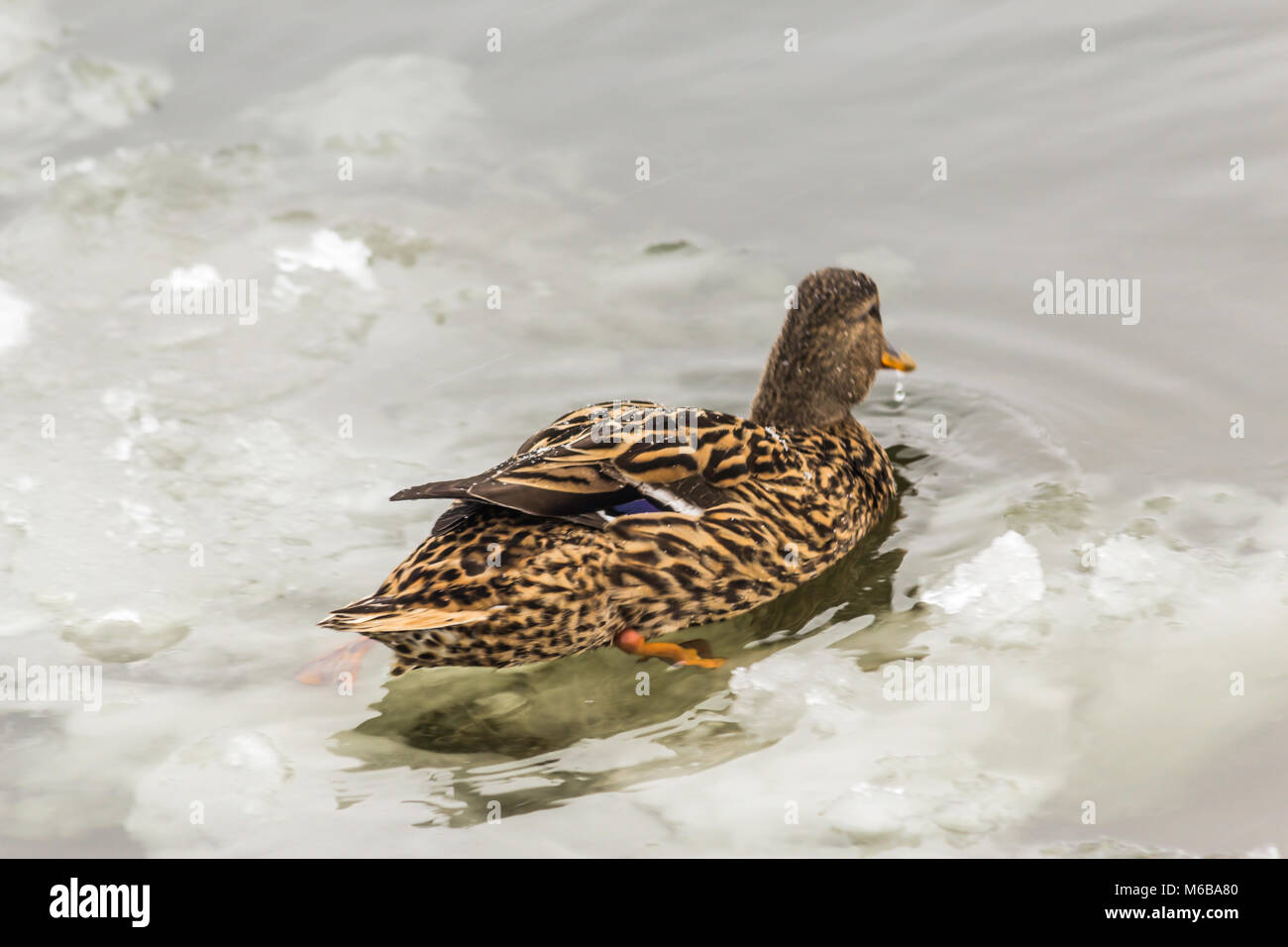 Eine wilde Ente schwimmt unter den Eisschollen. Fotos für die Website über Vögel, Natur, Jahreszeiten, in der Arktis. Stockfoto