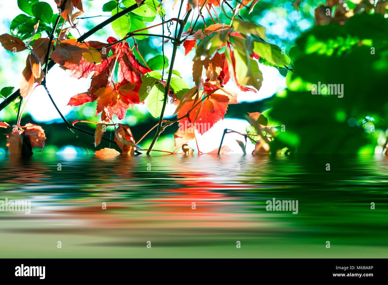 Hintergrund mit Blätter im Herbst Stockfoto