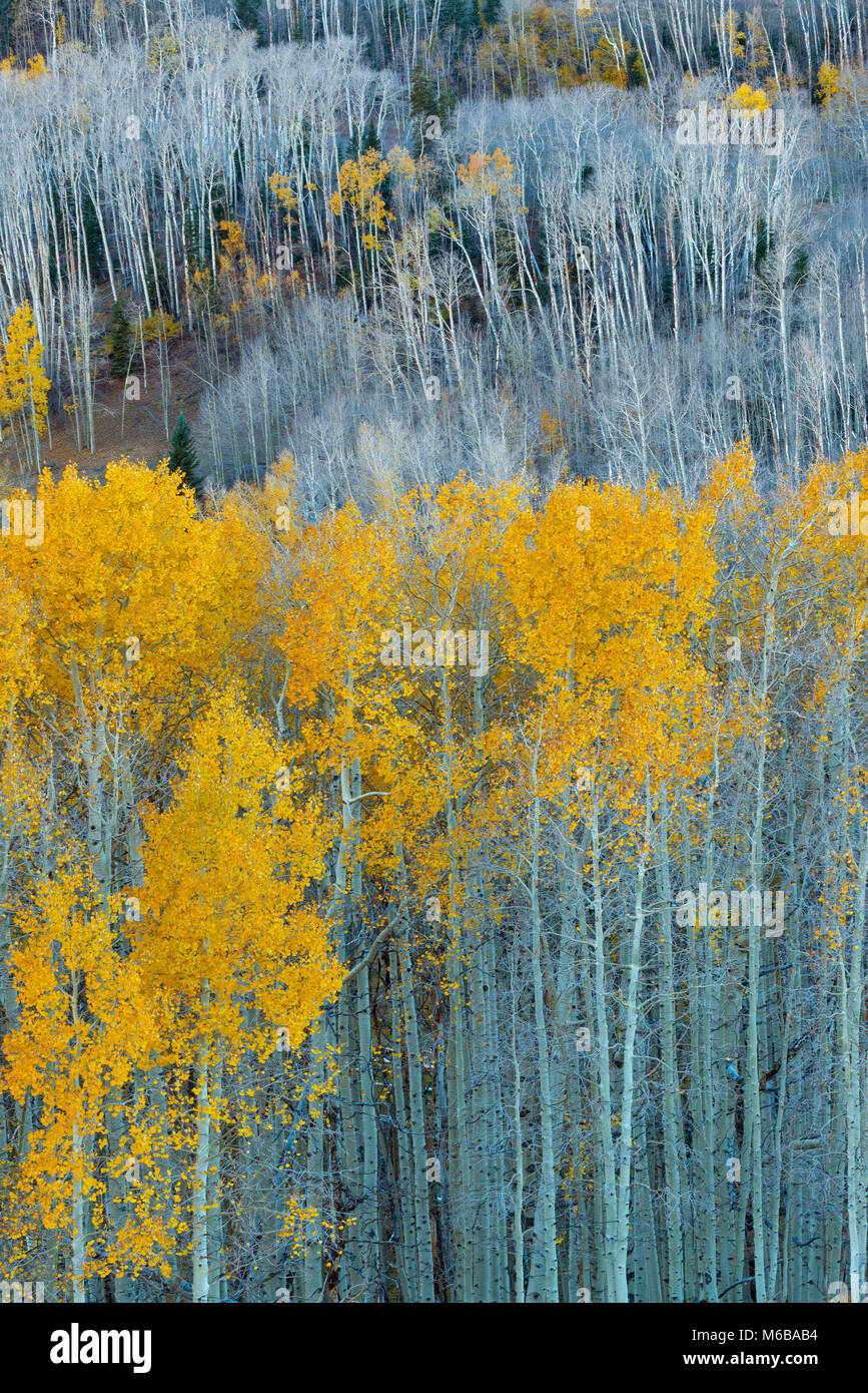 Aspen, Populus tremuloides, Boulder Mountain, Dixie National Forest, Utah Stockfoto