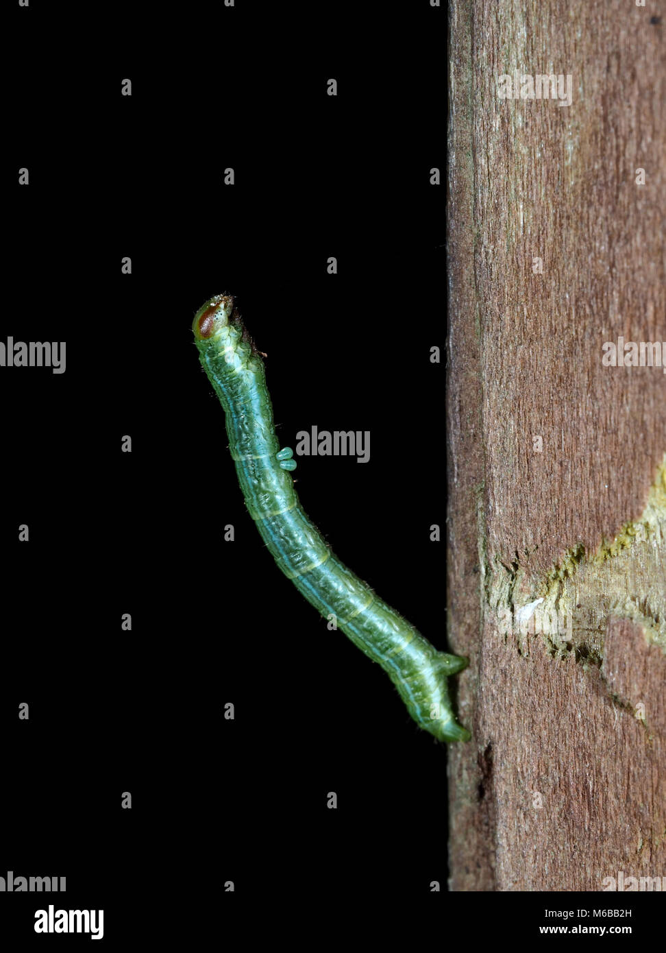 Metallisch grün/blau Inchworm, Makrofotografie Stockfoto