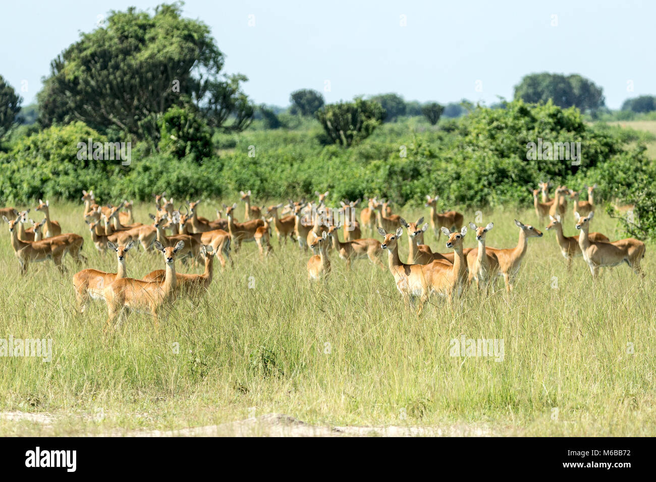 Herde von Kob (Kobus kob thomasi) Antilope, alle auf der Suche nach Löwen, Queen Elizabeth National Park, Uganda, Afrika Stockfoto