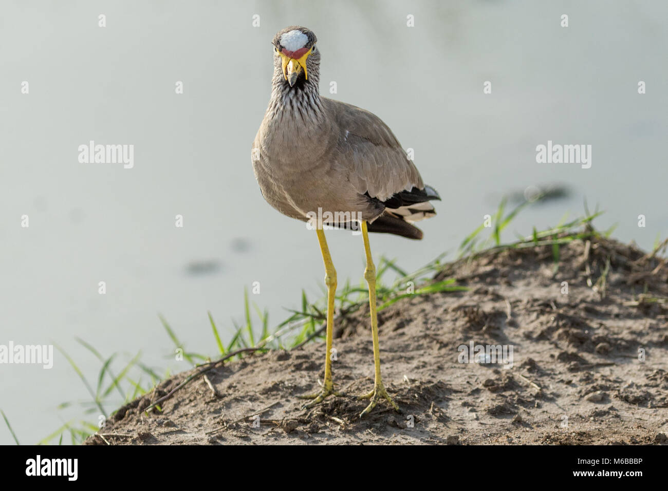 Afrikanische Gelbstirn-blatthühnchen Kiebitz oder Senegal Gelbstirn-blatthühnchen plover (Vanellus senegallus) Queen Elizabeth National Park, Uganda, Afrika Stockfoto