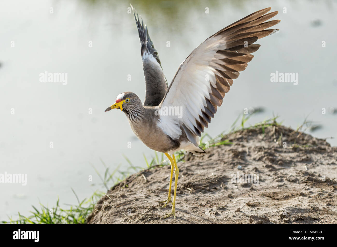 Afrikanische Gelbstirn-blatthühnchen Kiebitz oder Senegal Gelbstirn-blatthühnchen plover (Vanellus senegallus) Queen Elizabeth National Park, Uganda, Afrika Stockfoto