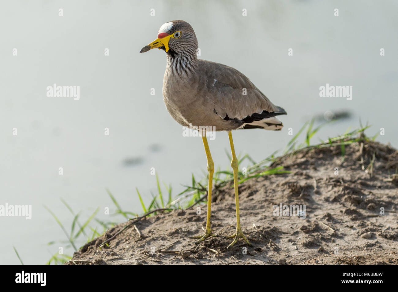 Afrikanische Gelbstirn-blatthühnchen Kiebitz oder Senegal Gelbstirn-blatthühnchen plover (Vanellus senegallus) Queen Elizabeth National Park, Uganda, Afrika Stockfoto