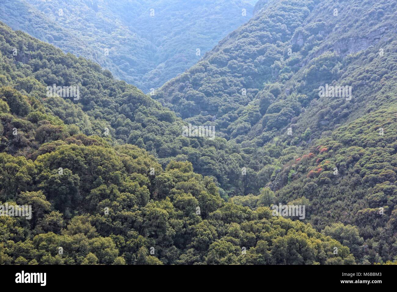 California, United States - National Forest in Giant Sequoia National Monument. Stockfoto