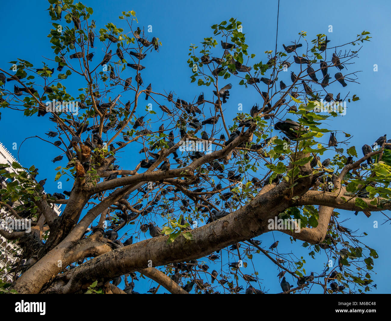 Gruppe von Tauben sitzen auf einem Baum Stockfoto