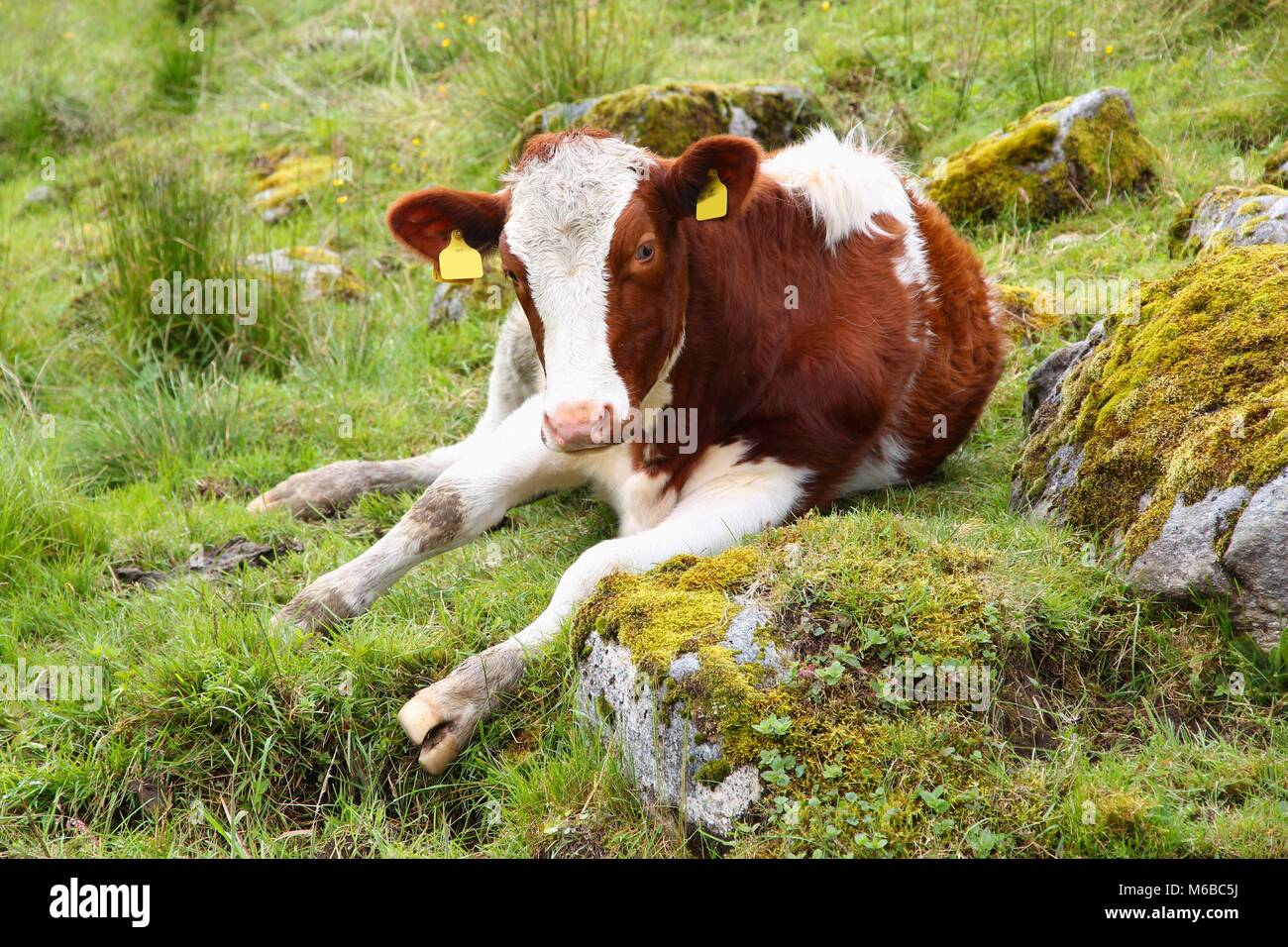 Ruhende junge Kuh auf einer Alm in Norwegen. Stockfoto