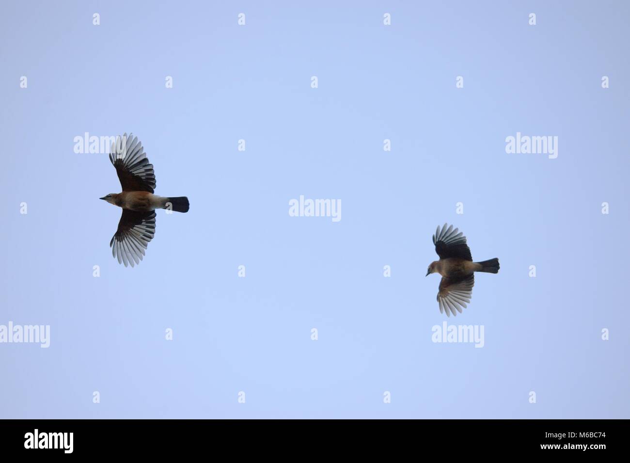 Eichelhäher Garrulus glandarius, Eurasien im Flug, Wales, UK