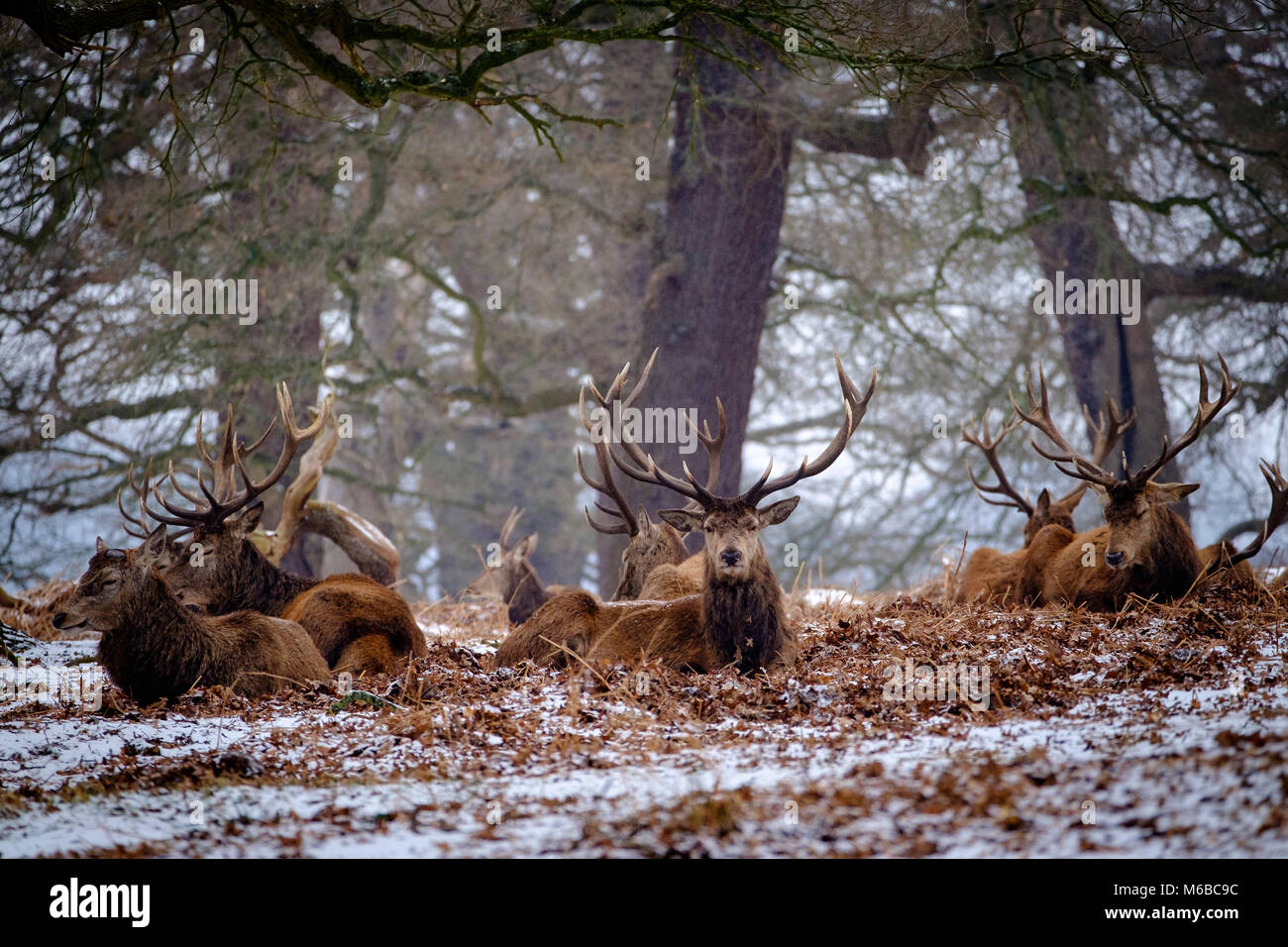 Rotwild Hirsche im Schnee Stockfoto