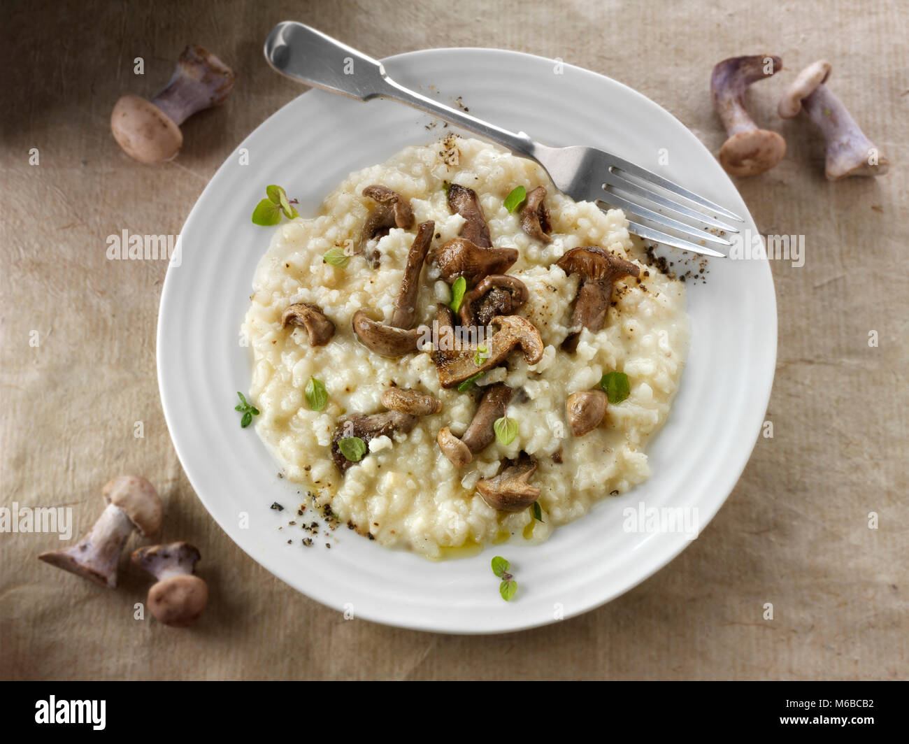 Sauteed wiild organische Pied Bleu Pilze (Clitocybe nuda) oder Blaue Fuß Champignons in Butter und Kräuter Risotto gekocht Stockfoto
