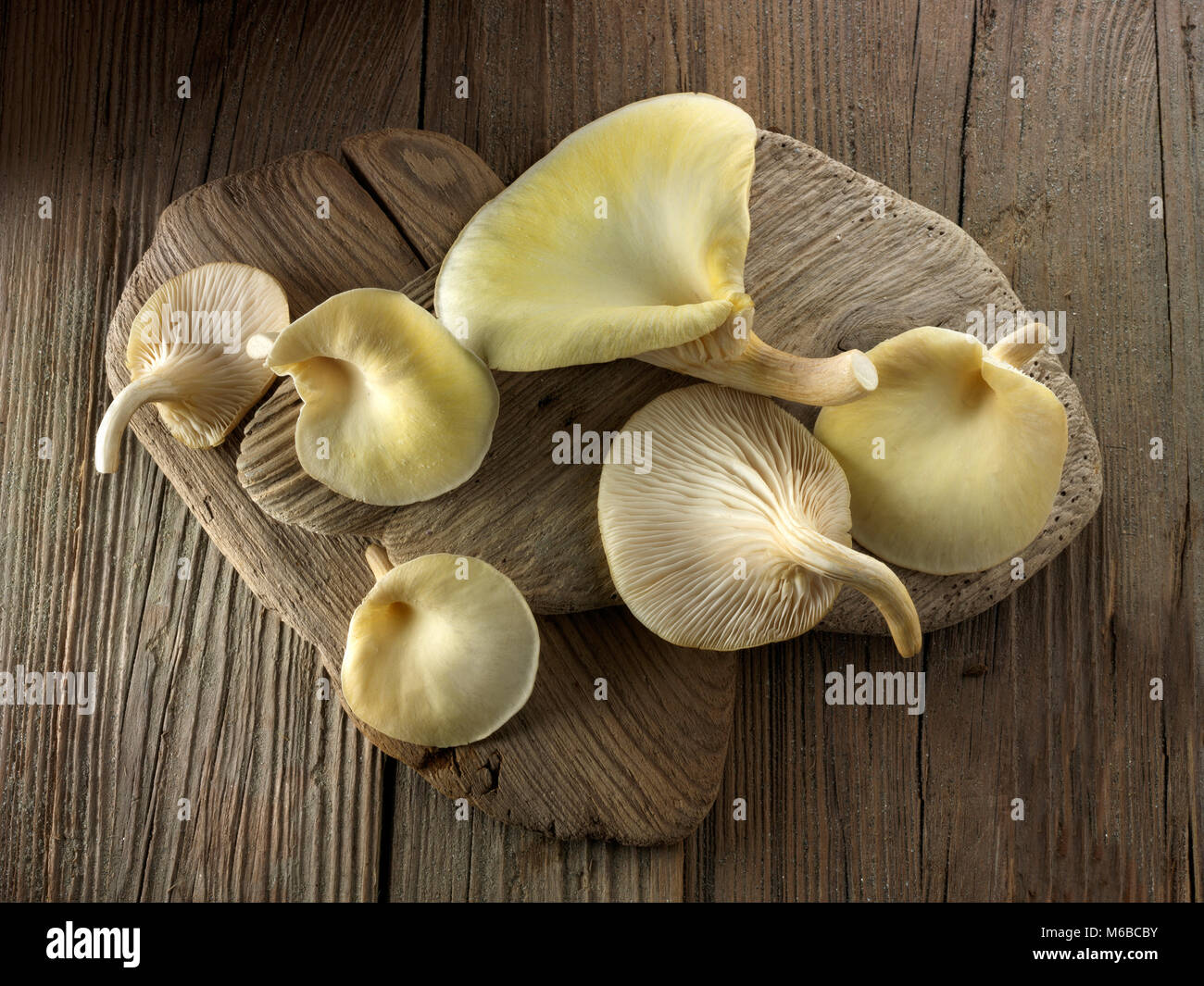 Frisch gepflückt essbar gelb oder golden Austernseitling (Pleurotus Citrinopileatus) Stockfoto