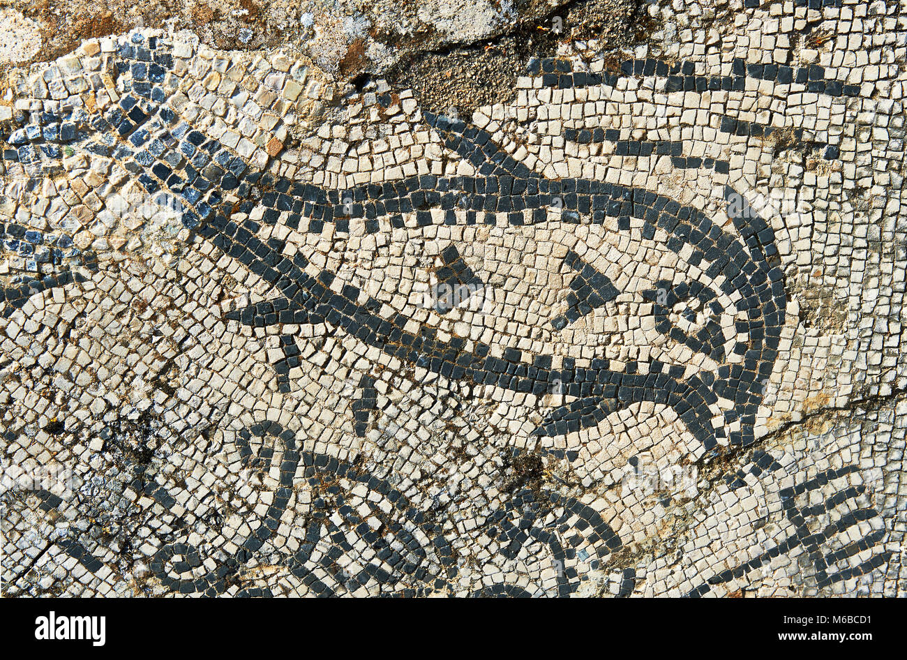 Römische Mosaik eines Fisches. Volubilis Archäologische Stätte, in der Nähe von Meknes, Marokko Stockfoto