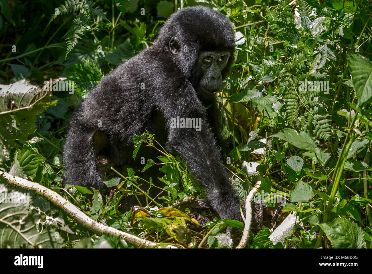 Jungen Berggorilla (Gorilla beringei beringei) ist 1 von 2 Unterarten von Eastern Gorilla zu Fuß durch Bwindi Impenetrable Forest in Uganda Stockfoto