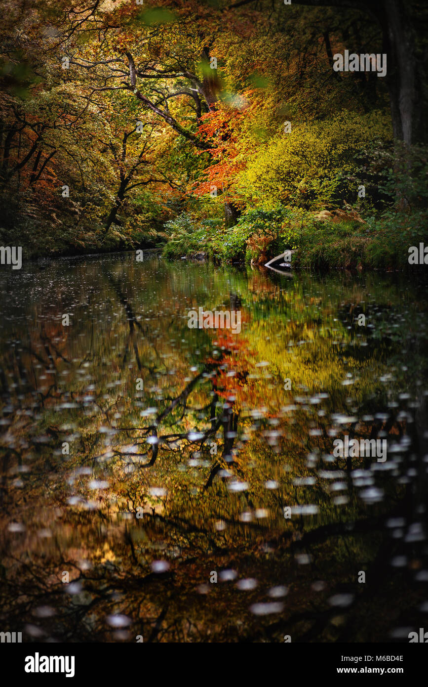 Herbst Reflexionen über den Fluss Teign Dartmoor National Park Stockfoto