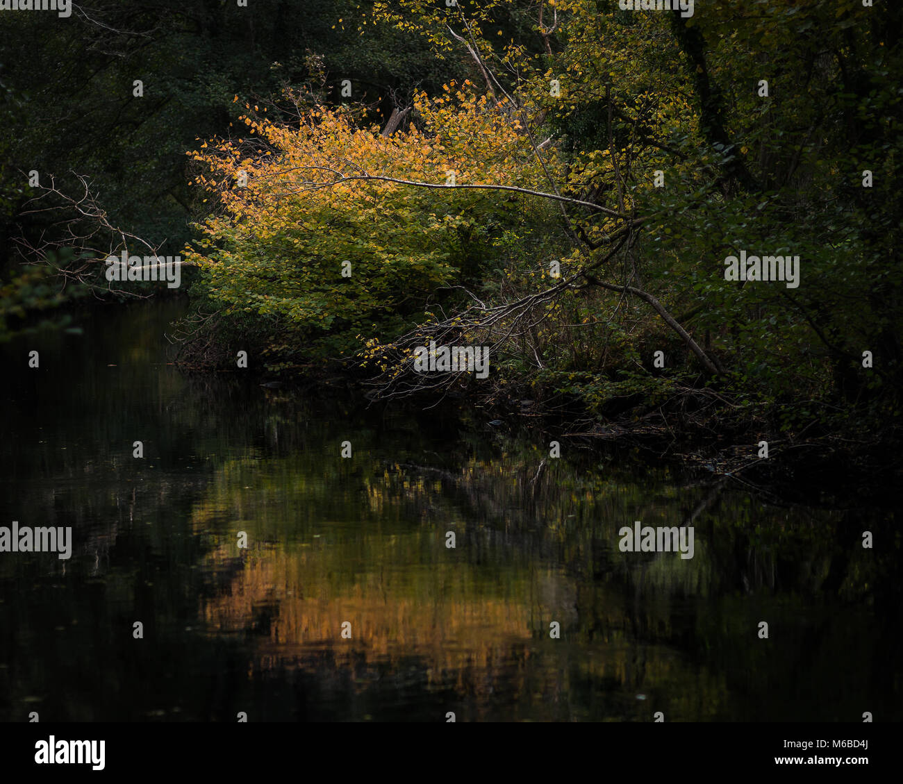 Herbst Reflexionen über den Fluss Teign Dartmoor National Park Stockfoto