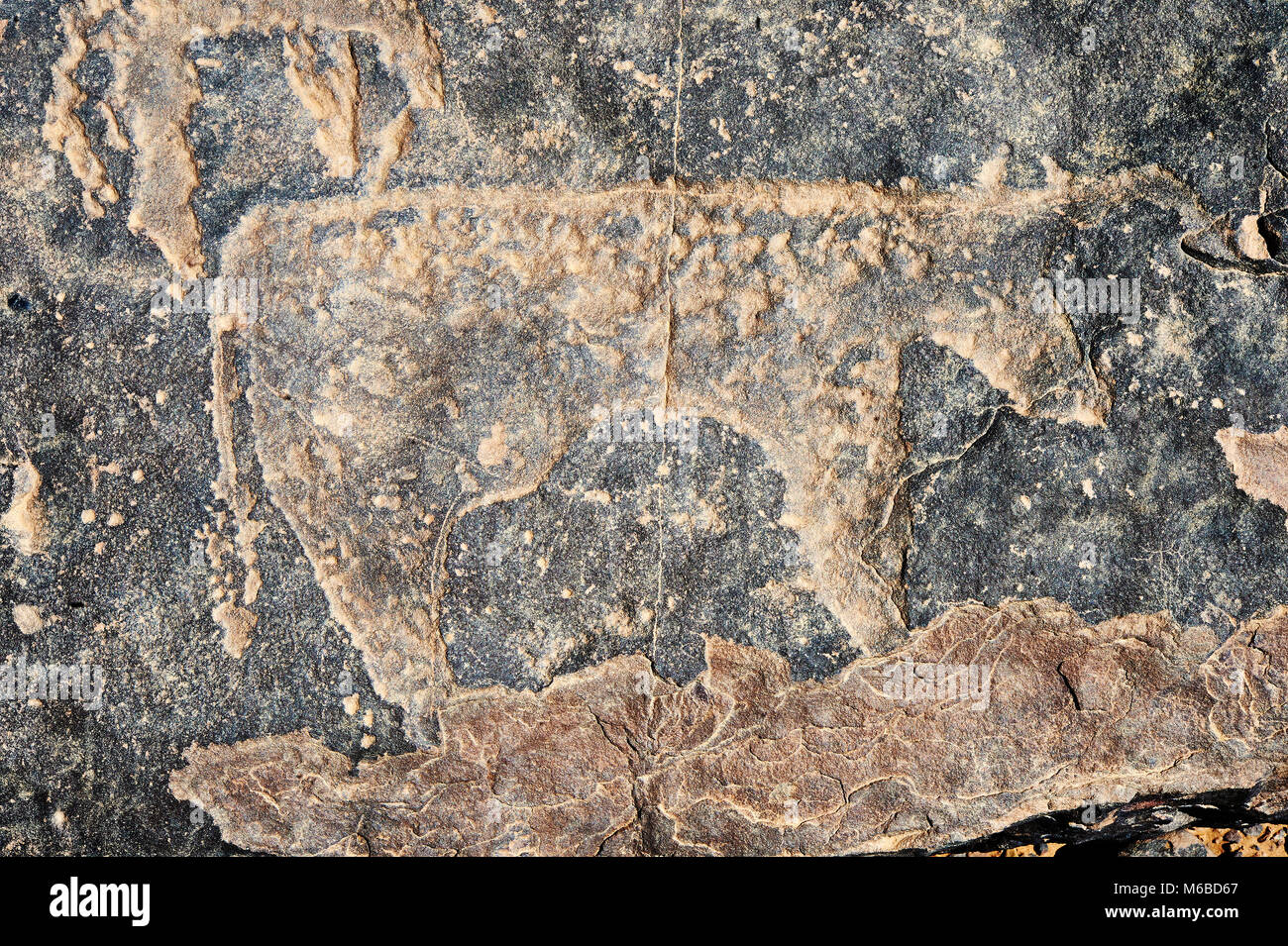 Prähistorische Sahara Petroglyph Kunst Felszeichnungen von Rindern von einer Site 20km östlich von Taouz, Süd-Ost-Marokko Stockfoto