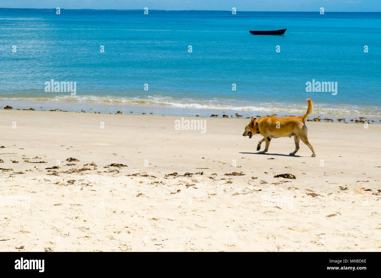Hund Wandern auf dem Sand von einem sonnigen Strand. Die Szene besteht aus einem wunderschönen blauen Meer und ein Kanu im Hintergrund Stockfoto