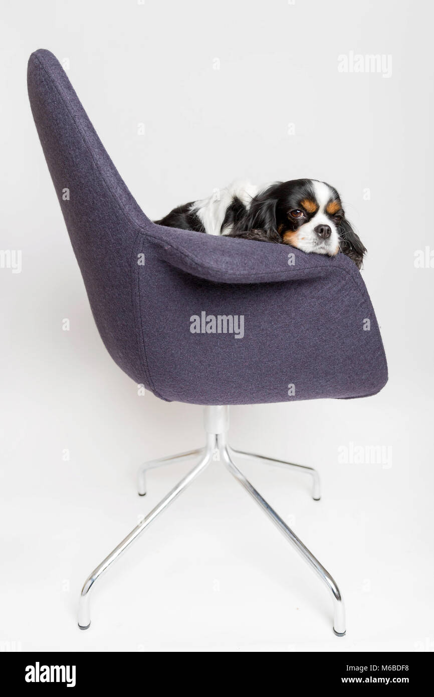 Müde Hund sitzen auf dem drehstuhl auf weißem Hintergrund Stockfoto
