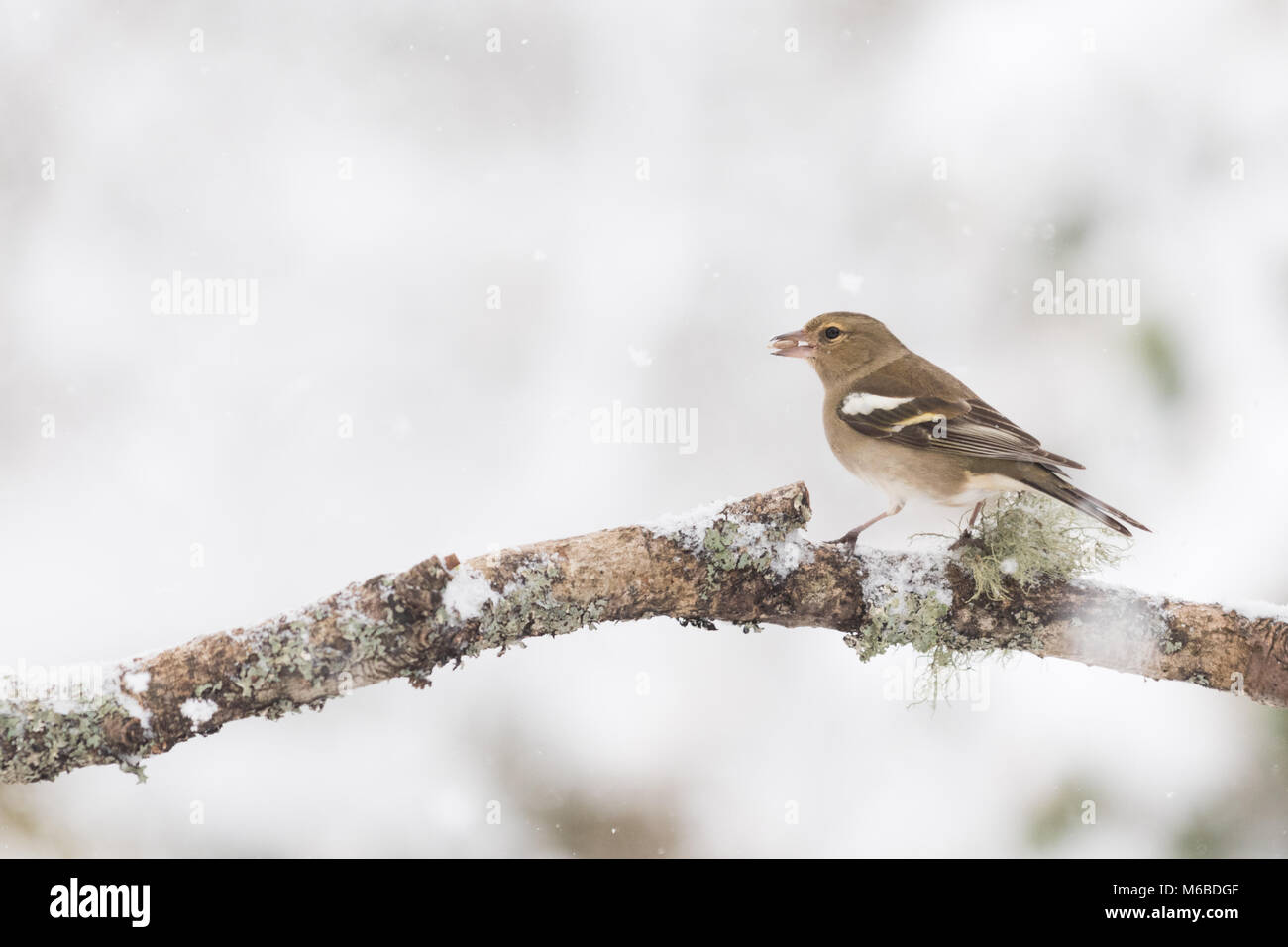 Weibliche Buchfink (Fringilla coelebs) essen Sonnenblumenkerne im Winter Stockfoto