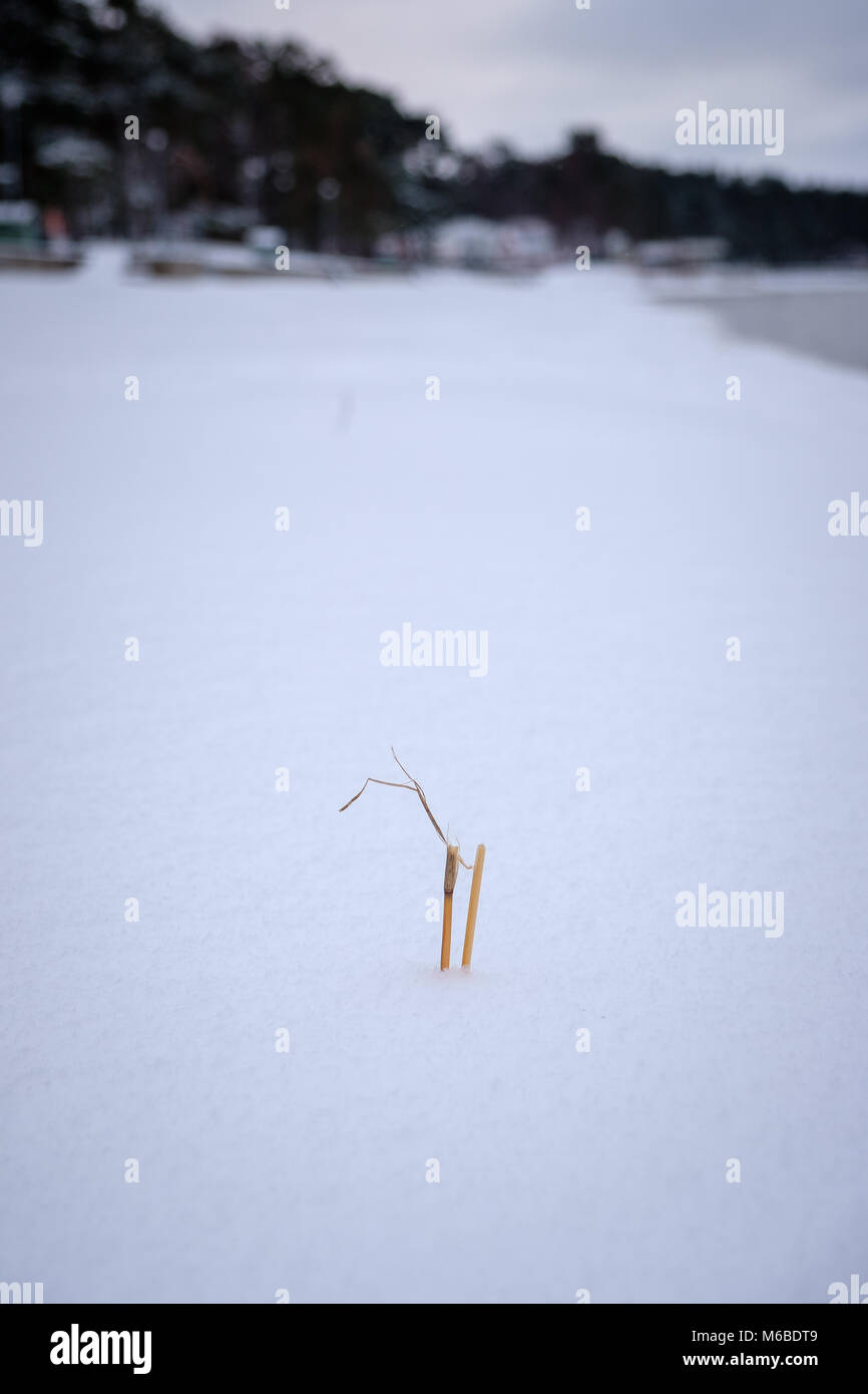 Zwei kleine Reed die herausragen troughr der Schnee Stockfoto