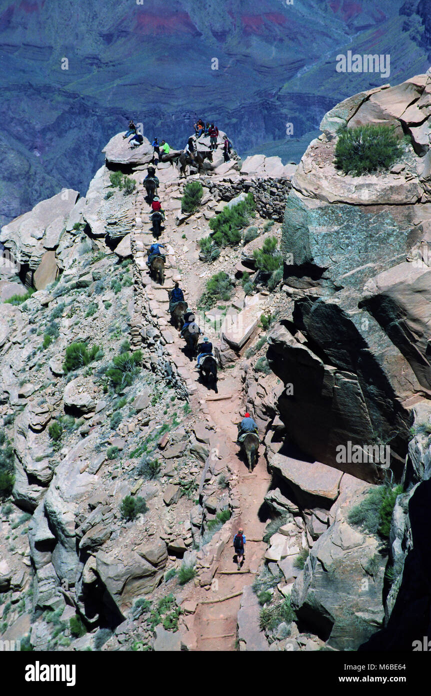 Wanderer Schritt aus der Art und Weise wie Maultiere Besucher Durchführen des Grand Canyons auf der South Kaibab Trail. Stockfoto