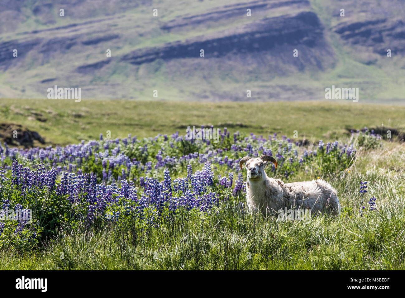 Hardy isländischen Schaf Schaf, Weide mit Nootka Lupine (Lupinus nootkatensis). Lila Blüten eingeführt Stickstoff und Boden fertilit zu erhöhen. Stockfoto
