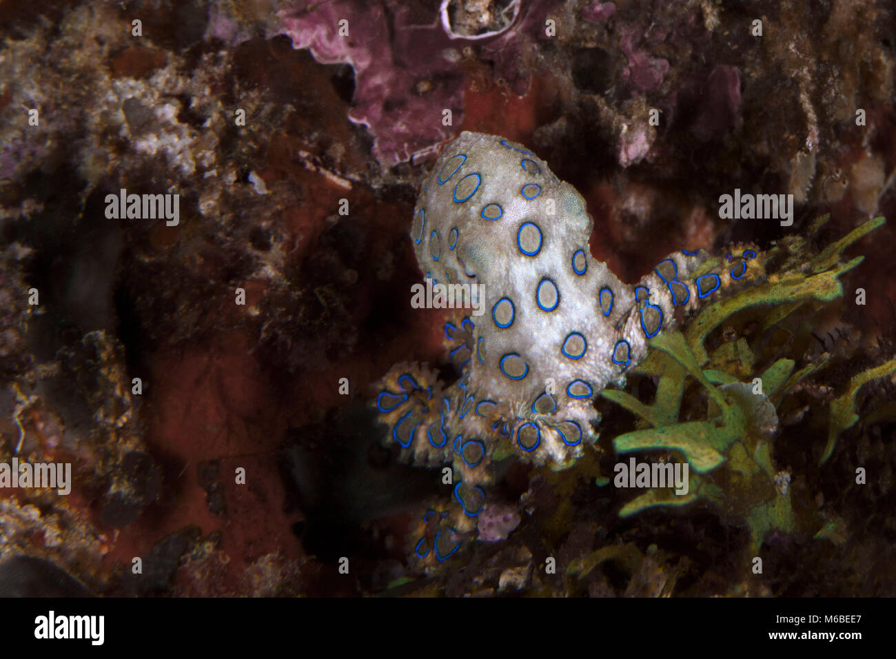 Blue ring Octopus (Hapalochlaena lunulata). Bild wurde in der Nähe von Panglao Island, Philippinen genommen Stockfoto