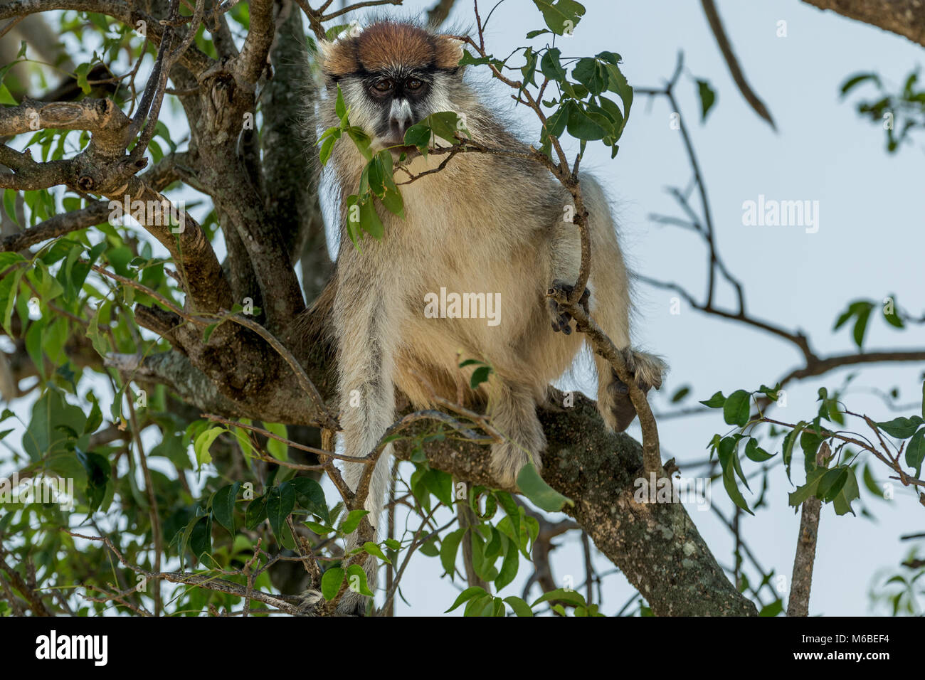 Männliche Husarenaffe auch als Wadi Affe oder hussar Monkey bekannt, Falls National's "urchison Park', Uganda, Afrika Stockfoto