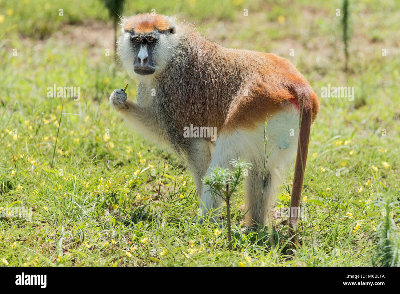 Männliche Husarenaffe auch als Wadi Affe oder hussar Monkey bekannt, Falls National's "urchison Park', Uganda, Afrika Stockfoto