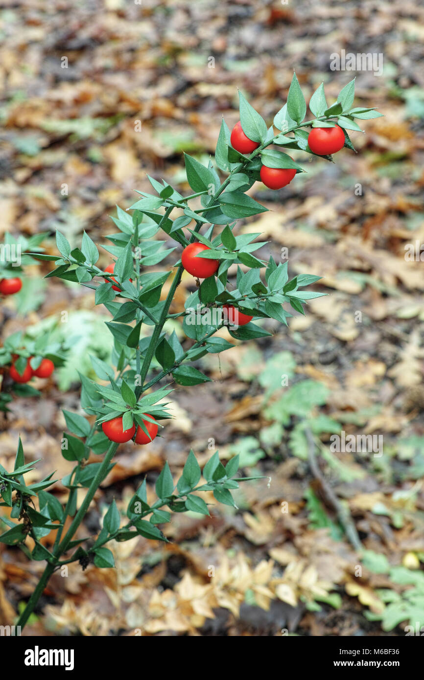 Sweet Broom, Metzgerei - Besen, Blätter und Beeren Stockfoto