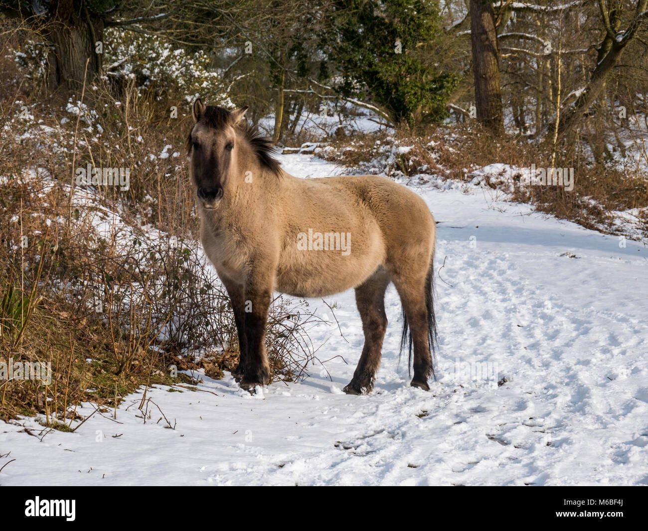 Konik Ponys im Schnee, nach dem "Tier aus dem Osten' Schnee Sturm im Jahr 2018 Stockfoto