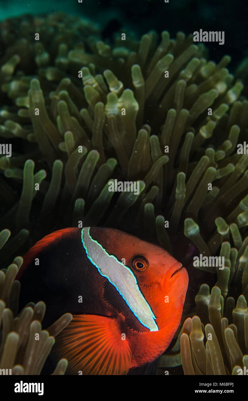 Rot und Schwarz Anemonenfischen; Amphripion melanopus, Pomacentridae, Anilao, Filippine, Asien Stockfoto