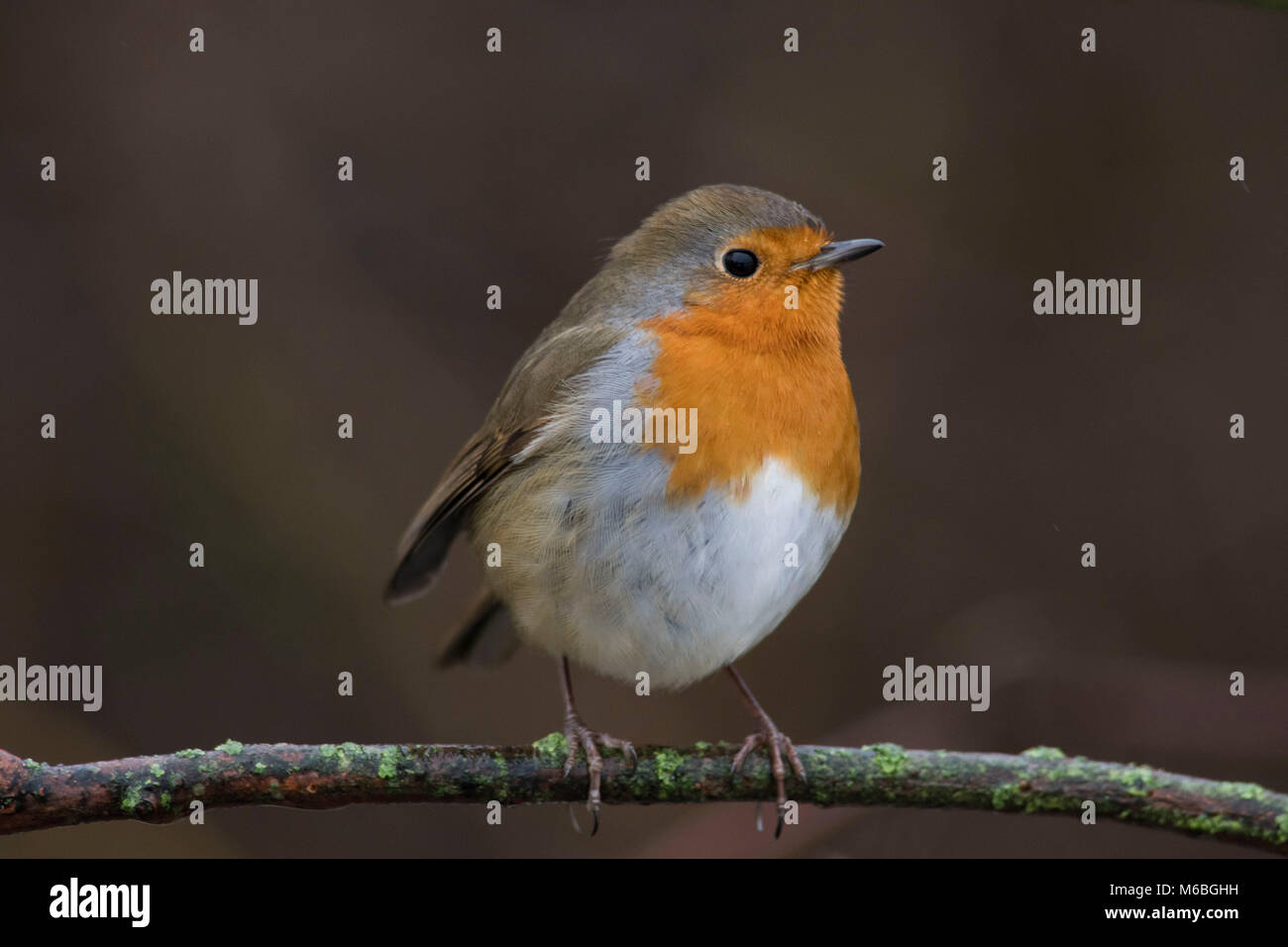 Robin-Porträt Stockfoto