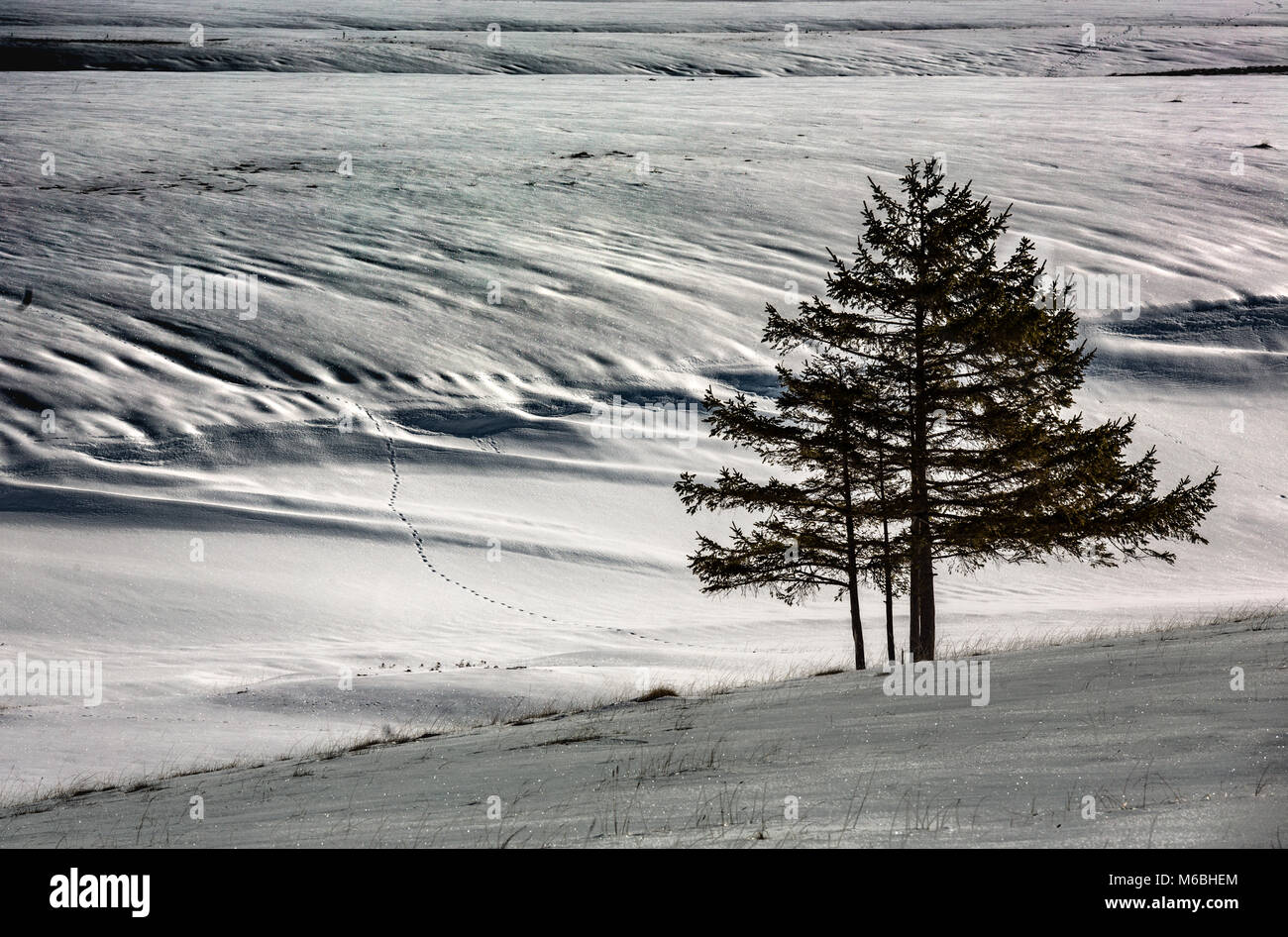 Platzbedarf und Kiefer im Schnee isoliert Stockfoto
